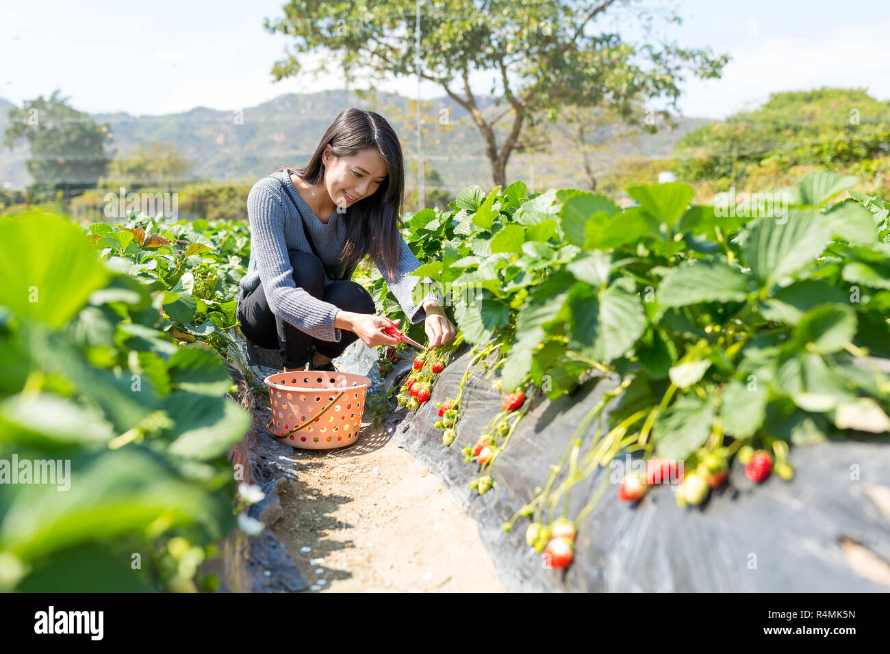 Woman picking strawberry at strawberry field Stock Photo - Alamy
