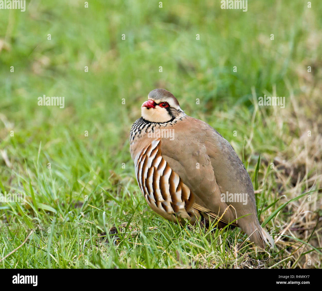 Covey of partridge hires stock photography and images Alamy