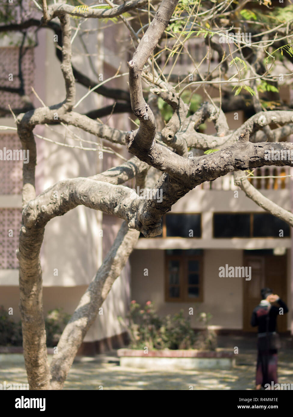 TREE BRANCHES UNDER LIGHT OF THE SUN Stock Photo - Alamy