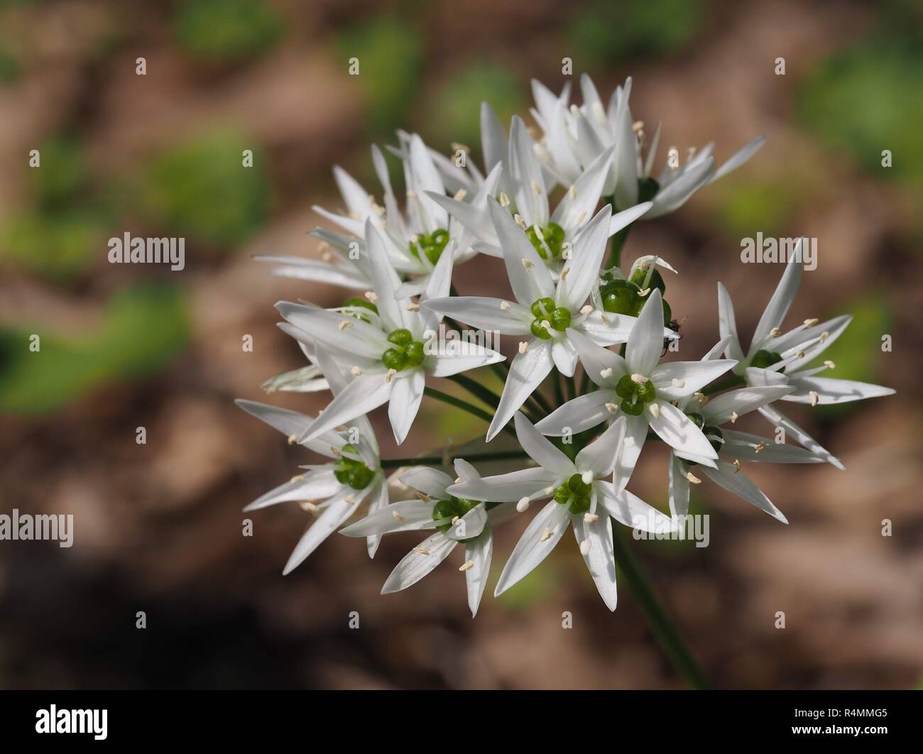 wild garlic flower Stock Photo Alamy
