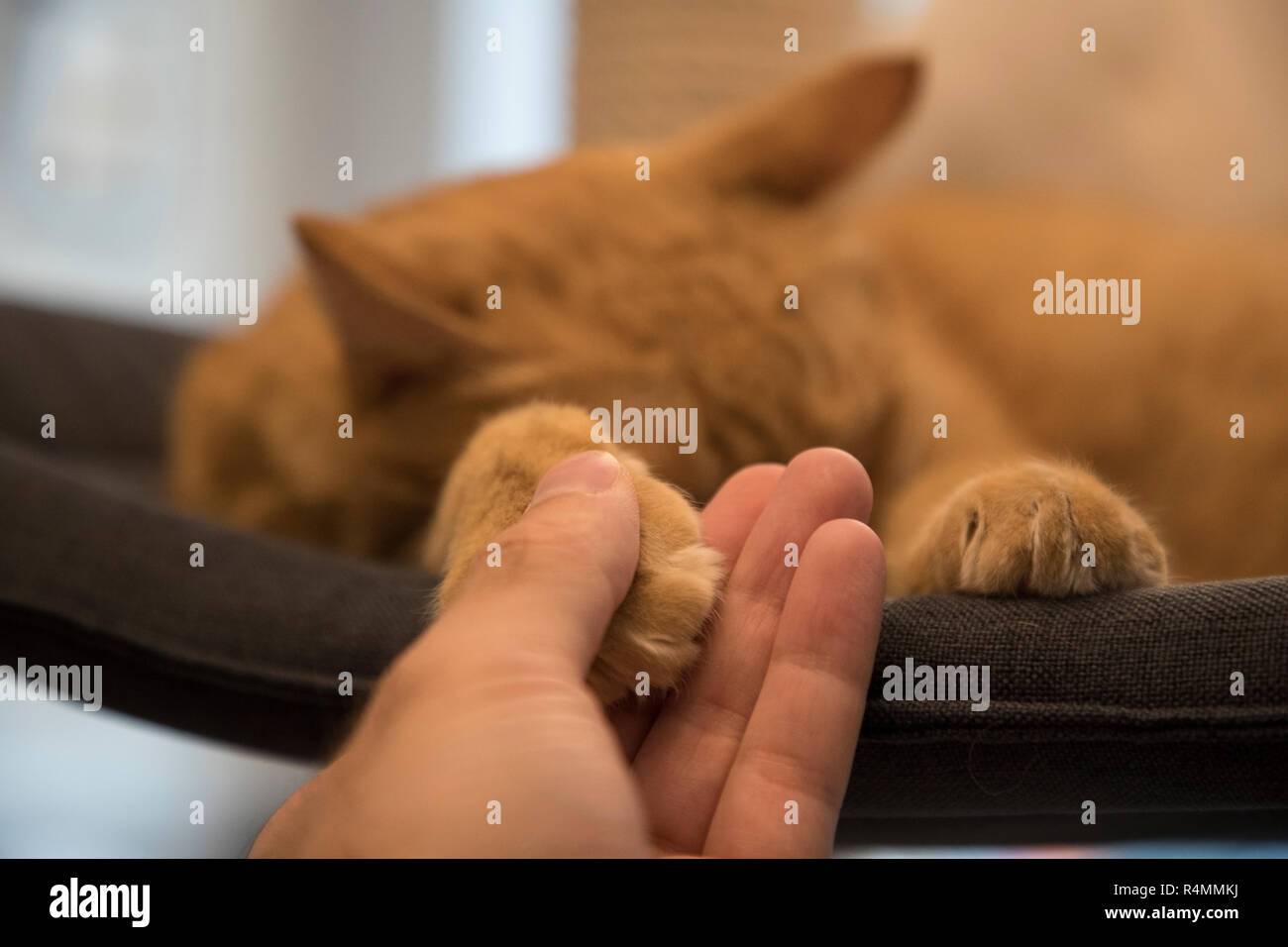 Hand holding a brown cat's paw while sleeping. Stock Photo