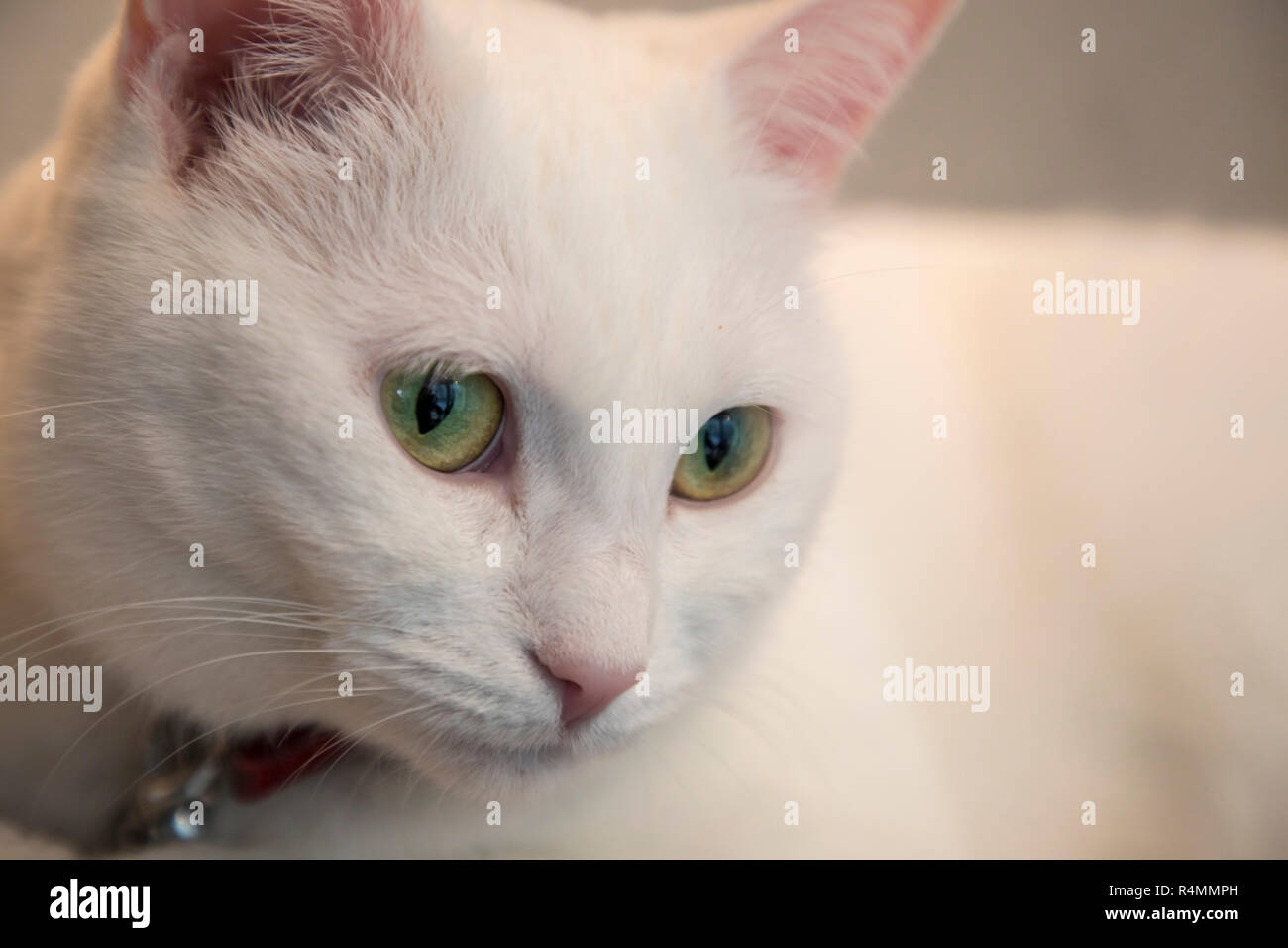 A total white cat with a red neck-chain looking down with her green eyes. Stock Photo