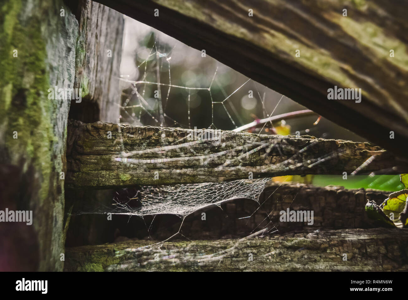Morning dew on a spider's web inside a wooden gate, Woodbury, East