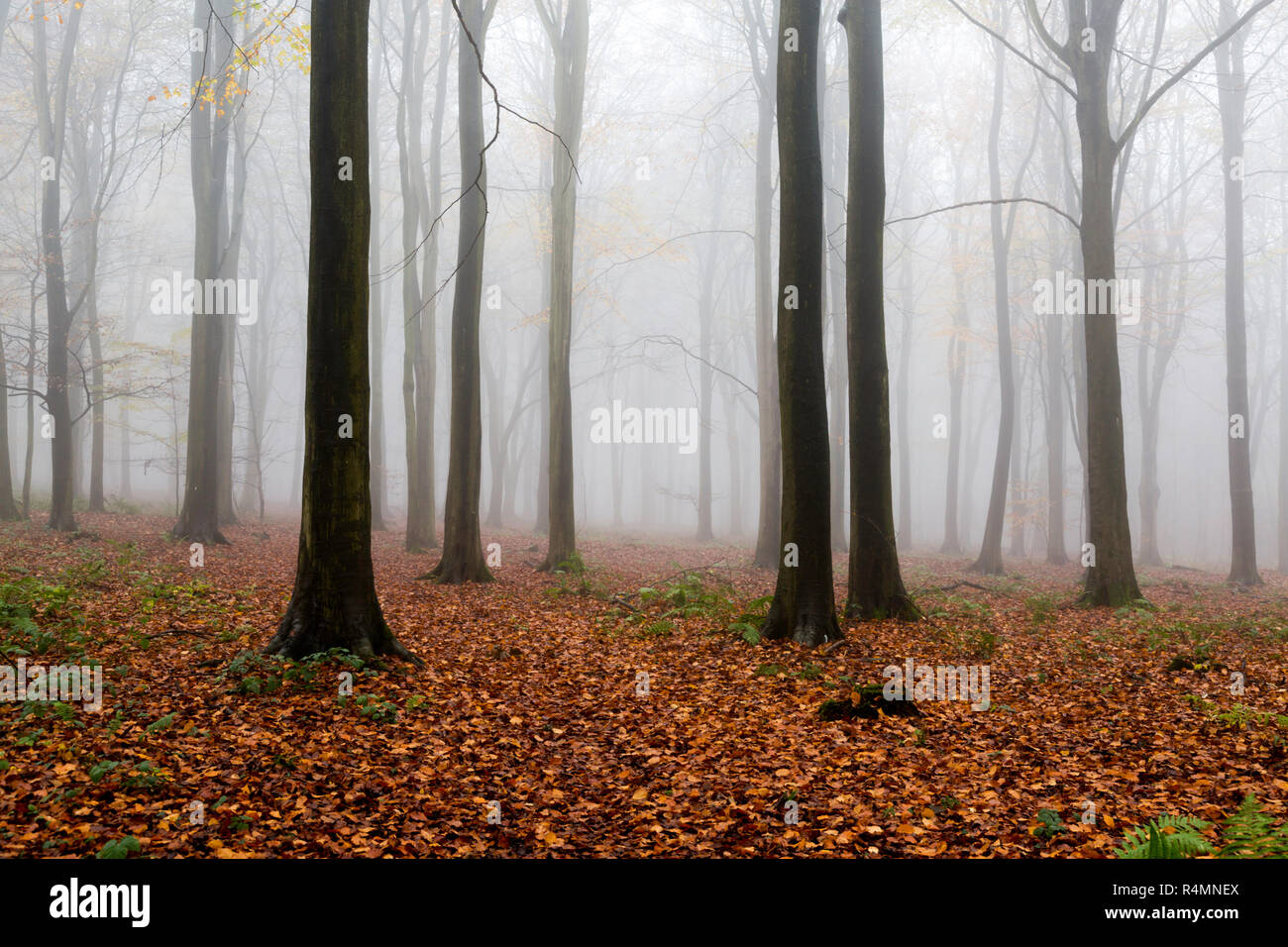 Misty beech wood during a November afternoon. King's Wood, Challock part of the Kent Downs AONB. Stock Photo