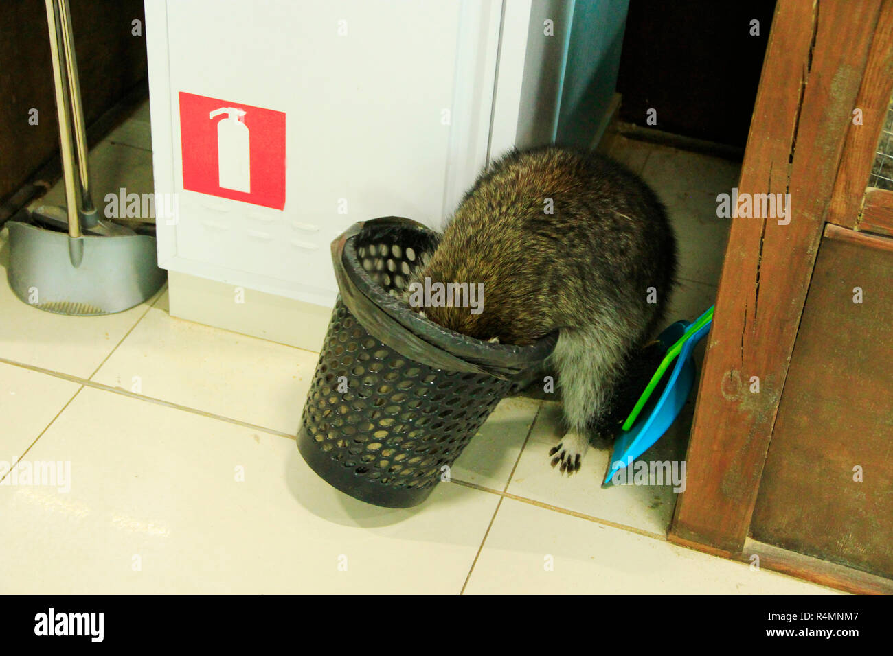 Raccoon digging in garbage can. In search of something tasty. Raccoon wants eat Stock Photo