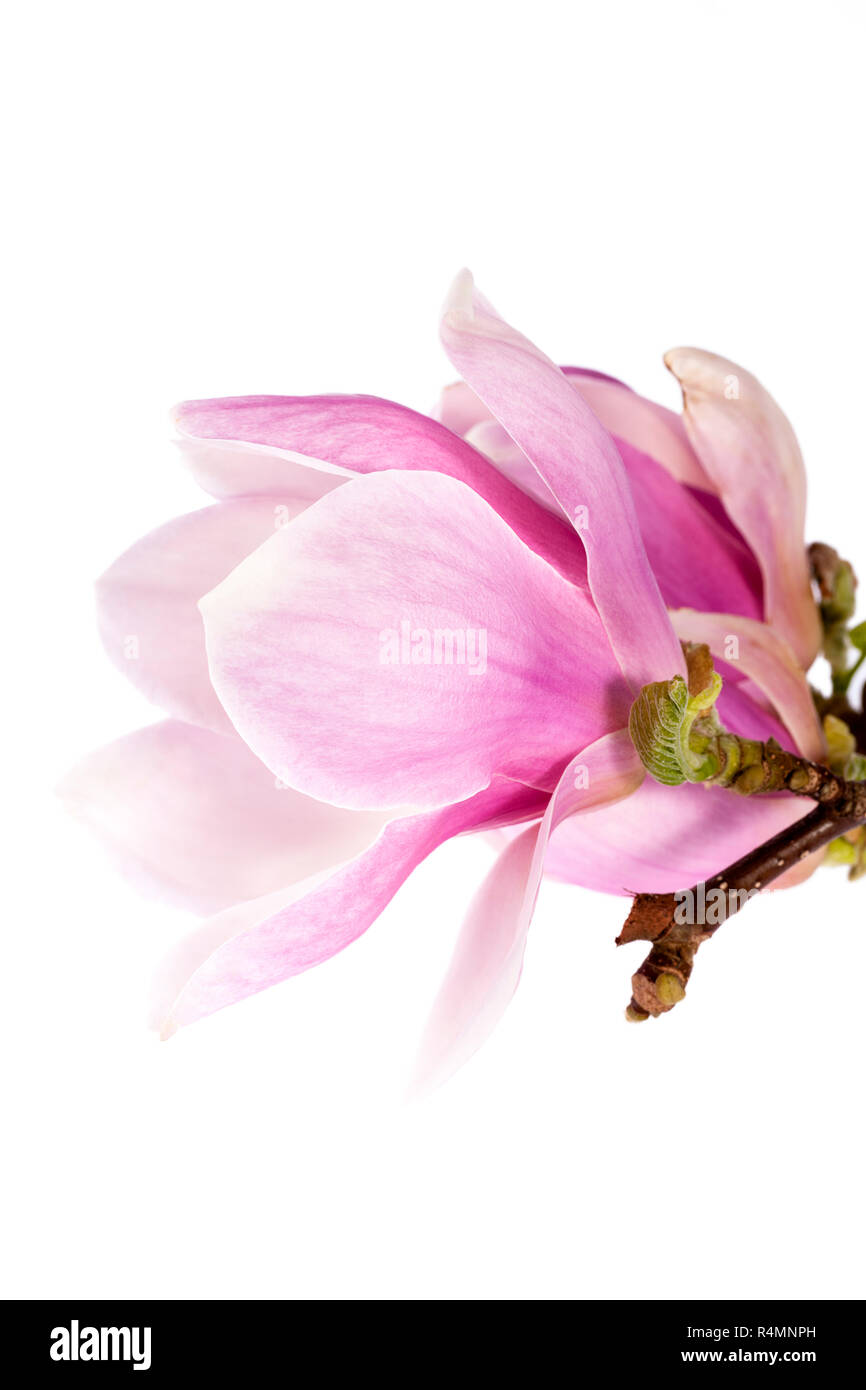 Pink flower of magnolia isolated on white background Stock Photo - Alamy