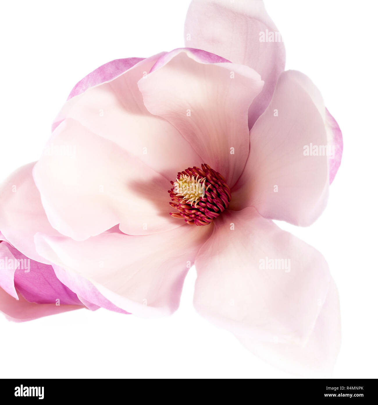 Pink flower of magnolia isolated on white background Stock Photo - Alamy