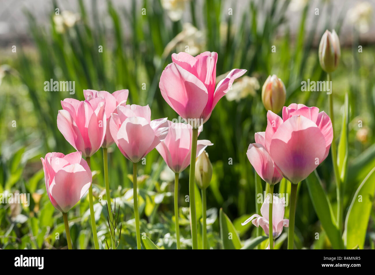 pink tulips in the back light Stock Photo - Alamy