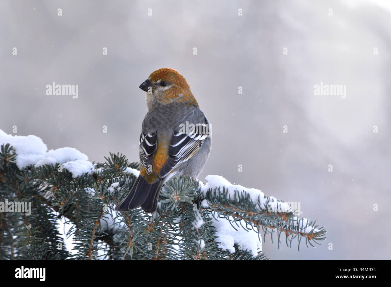 A rear view  of a wild female Pine Grosbeak  (Pinicola enucleator) bird perched on a snow covered spruce tree branch looking back in rural Alberta Can Stock Photo