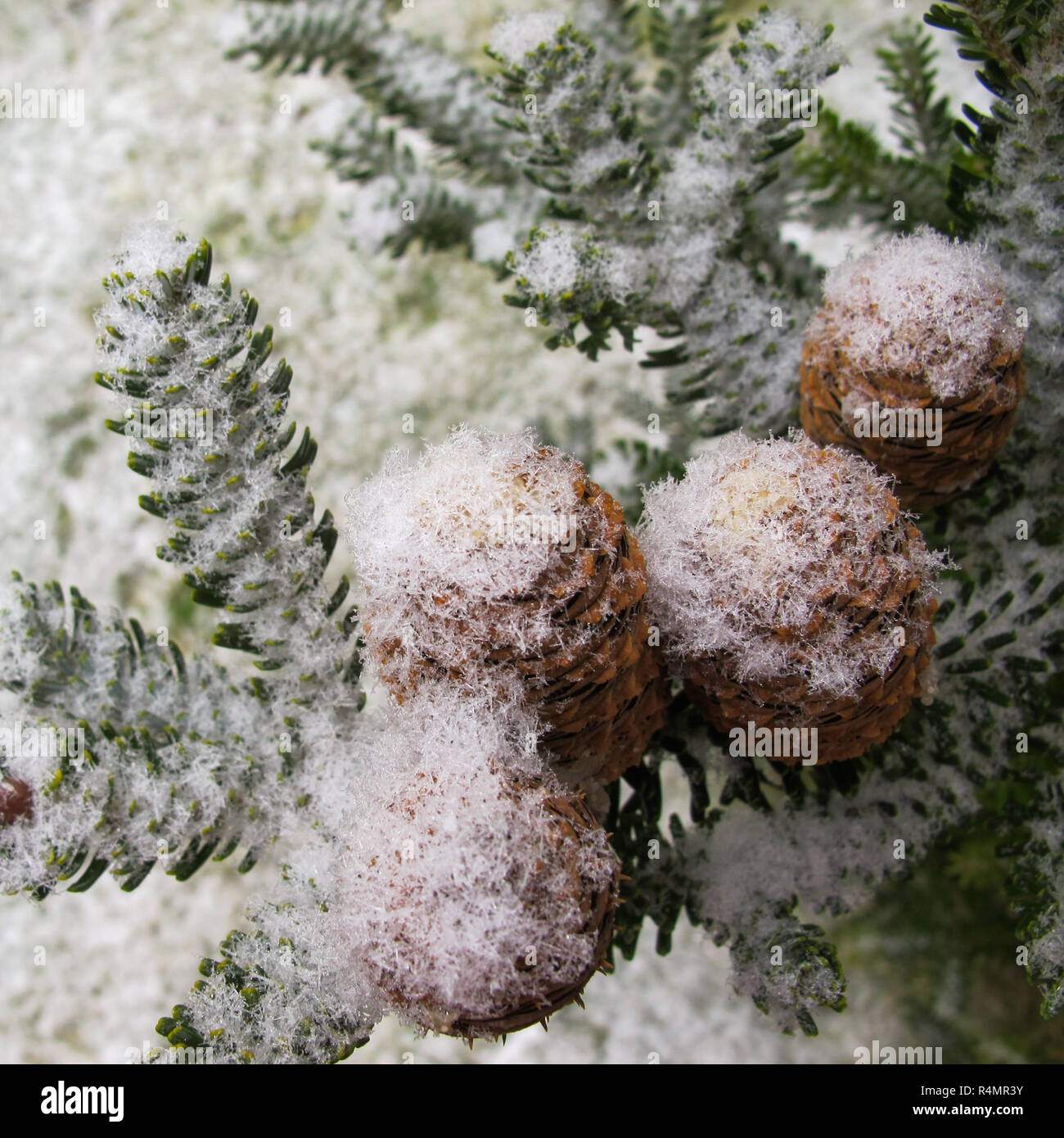 Picturesque branch of fir with cones covered with white snow Stock ...