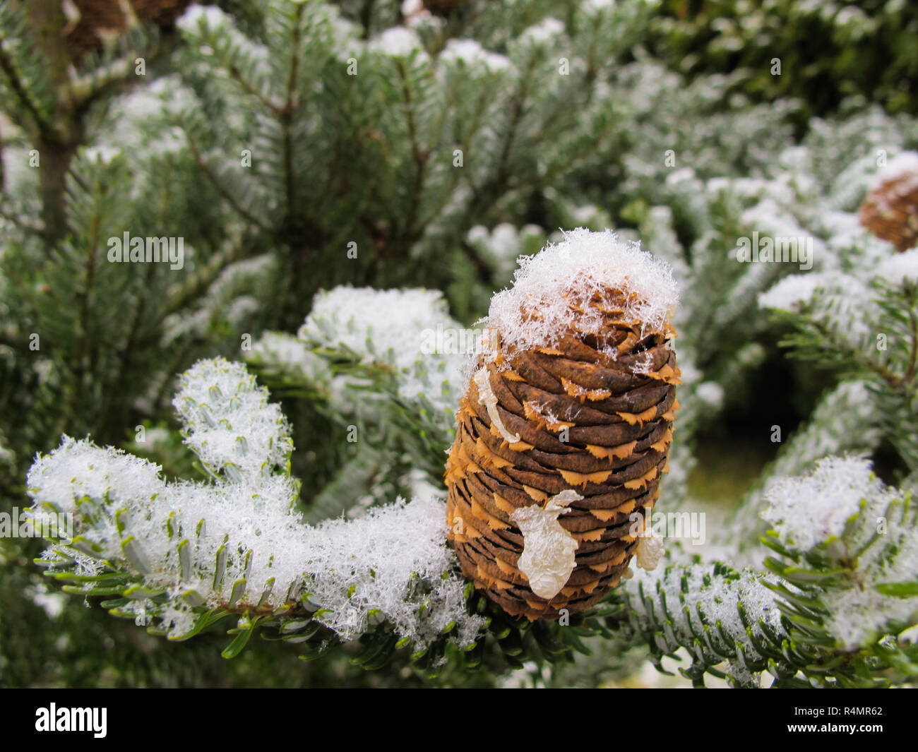Picturesque branch of fir with cones covered with white snow Stock ...