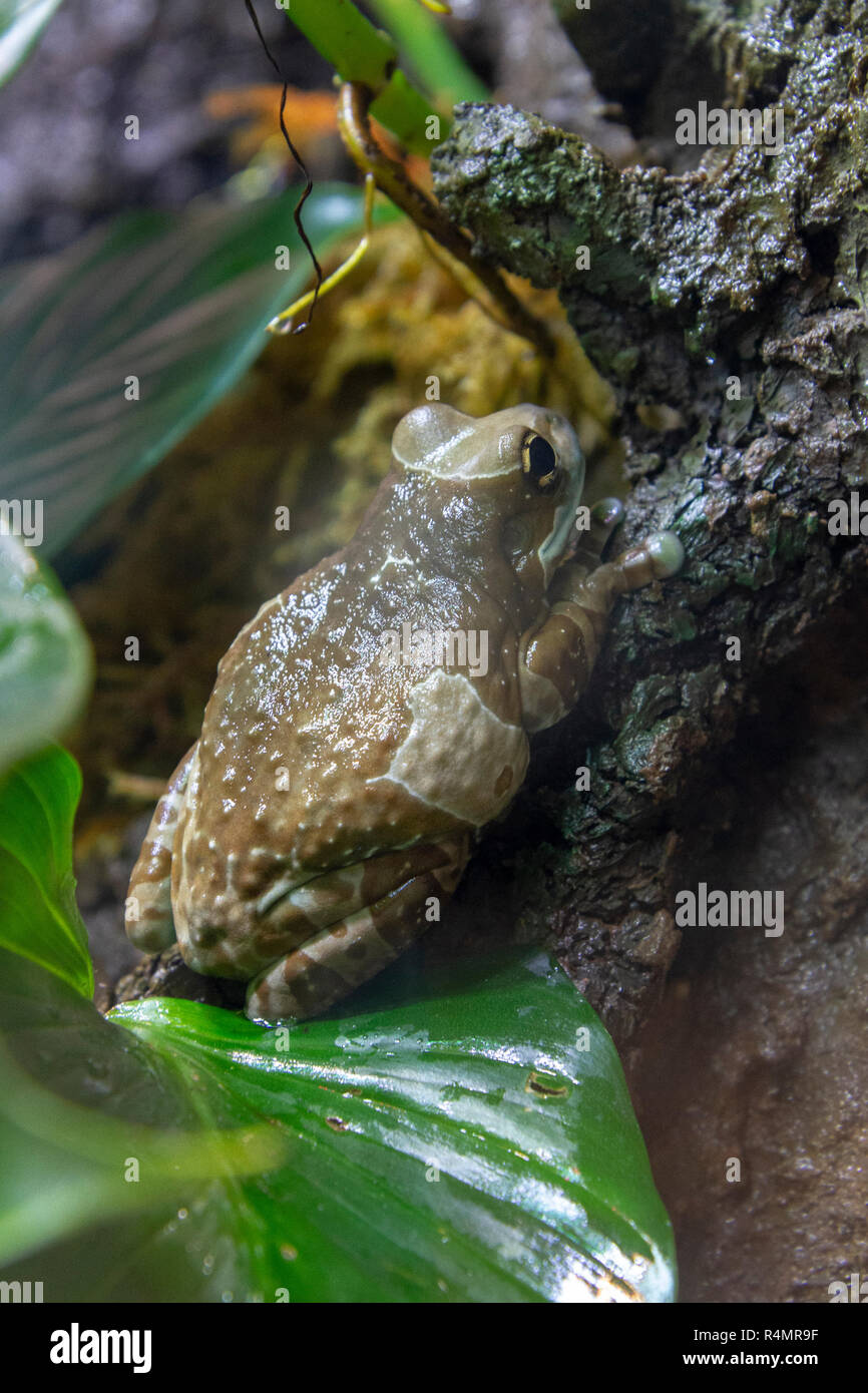 Milky trr frog, (trachycephalus resinifictrix), San Diego Zoo, Balboa Park, California, United States. Stock Photo
