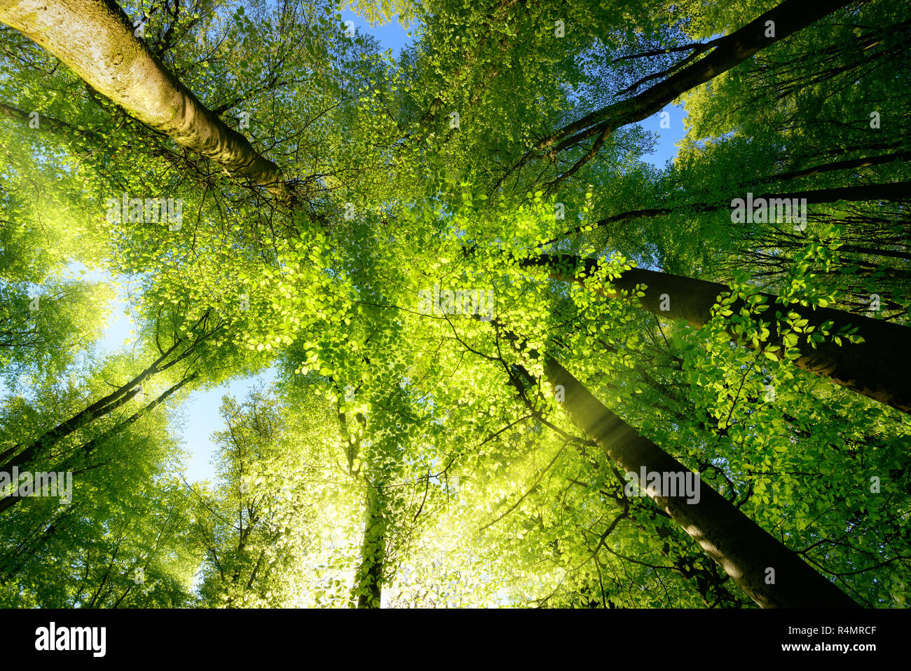 rays of sunlight beautifully illuminating treetops Stock Photo