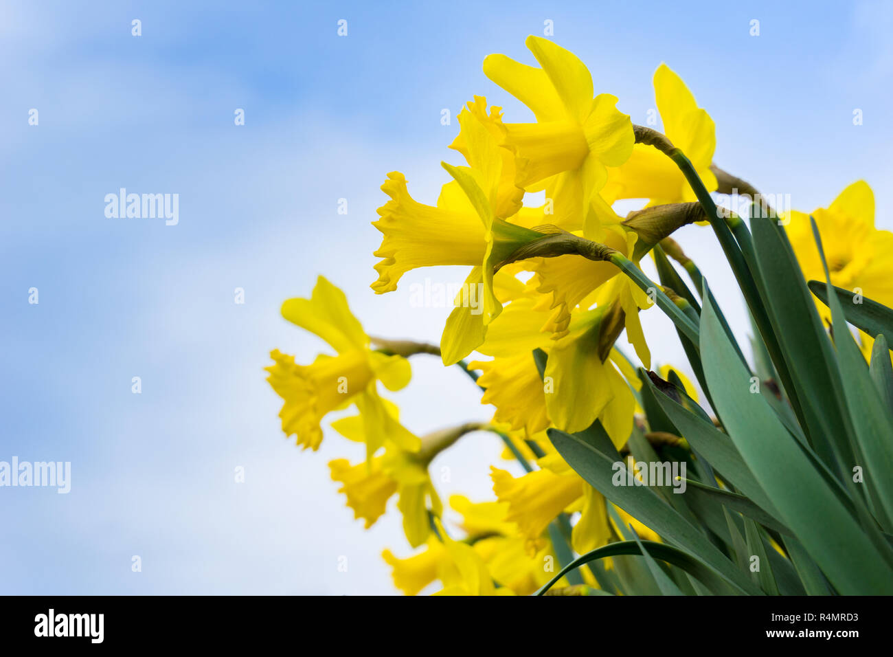 Daffodils in spring. Spring Flowers. Yellow Daffodils. Blooming Narcissus. Beautiful yellow Daffodils Stock Photo