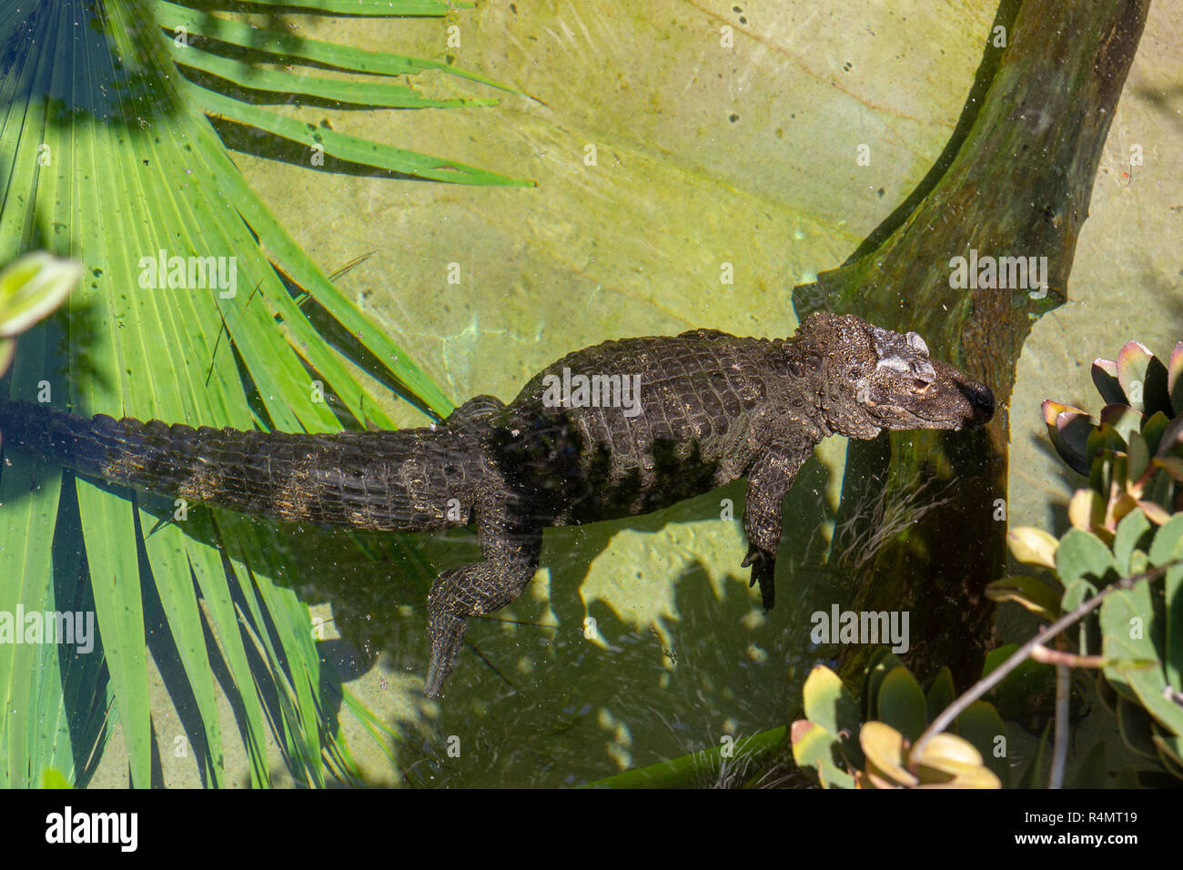 A Chinese alligator (Alligator sinensis), San Diego Zoo, Balboa Park, California, United States. Stock Photo