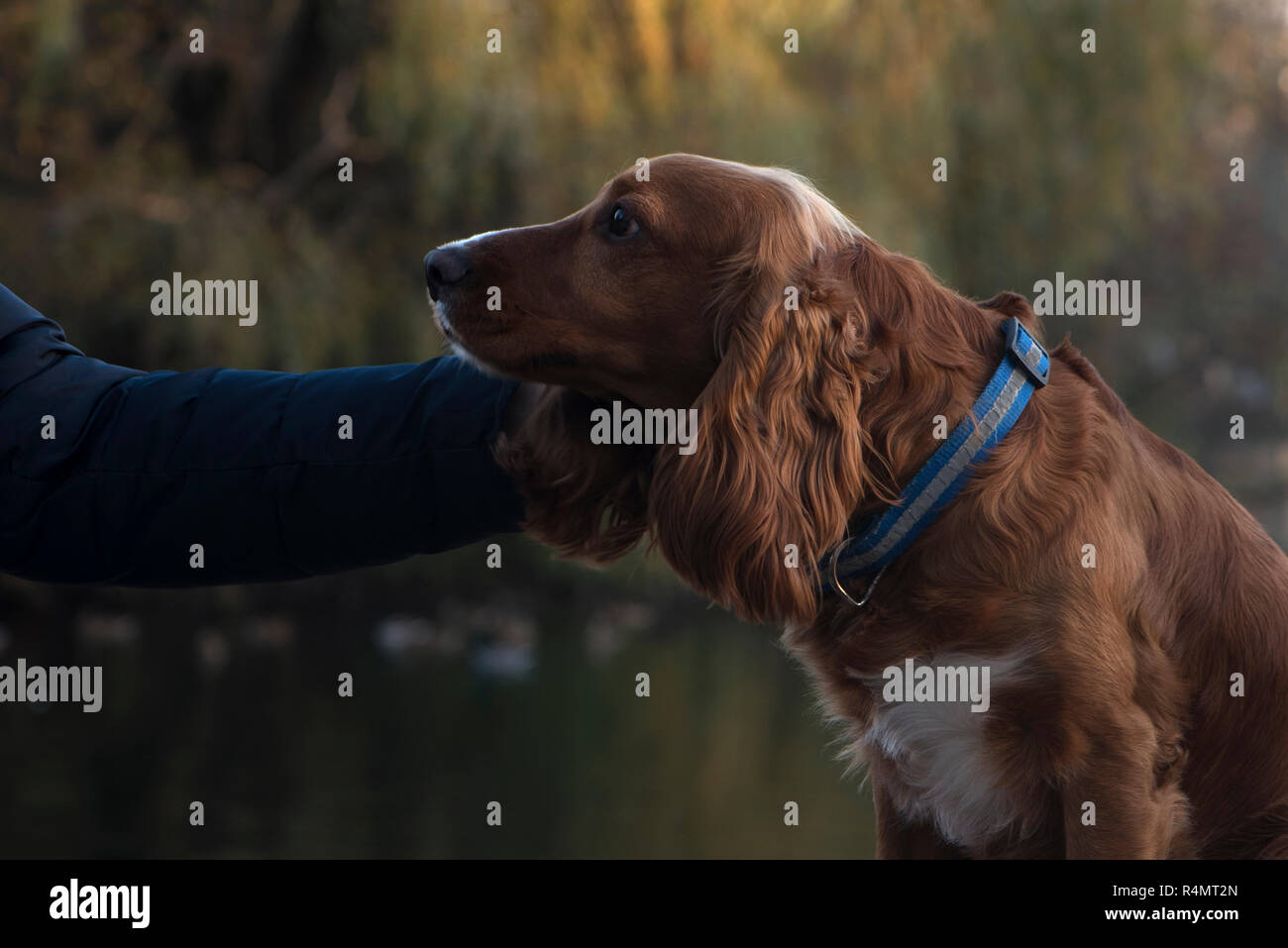 dog breed Cocker Spaniel faithfully looks when her caress, sitting on a bench, a Board on the background of the lake, the trees, Stock Photo