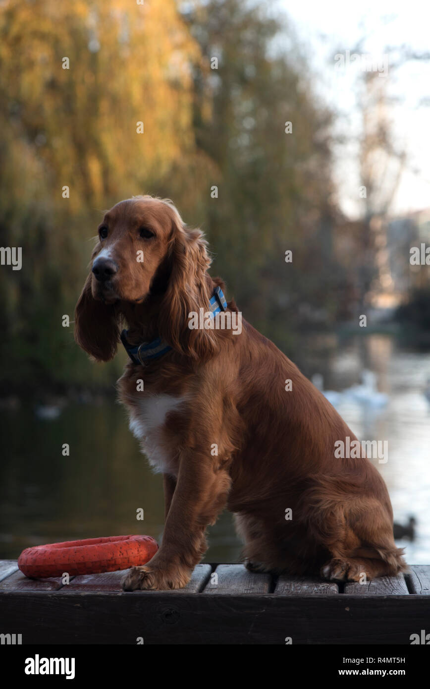 dog breed Cocker Spaniel posing sitting on a bench, a Board and holding in the teeth of a large red ring on the background of the lake, trees, Stock Photo