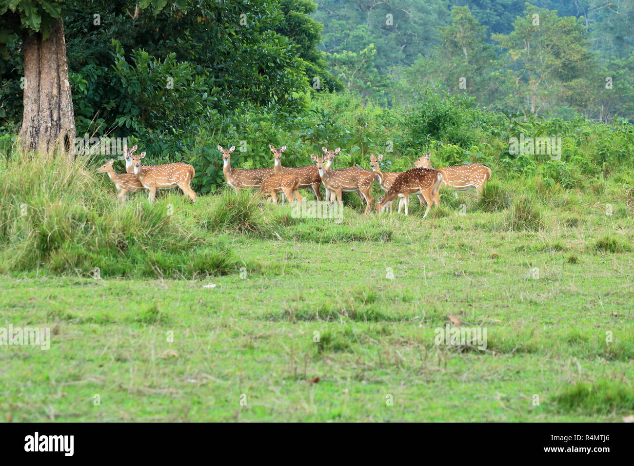 Wild roe deer herd in a field, Nepal Stock Photo - Alamy