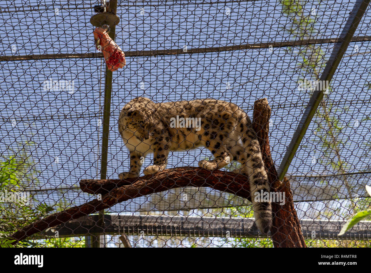 Snow leopard, San Diego Zoo, Balboa Park, California, United States