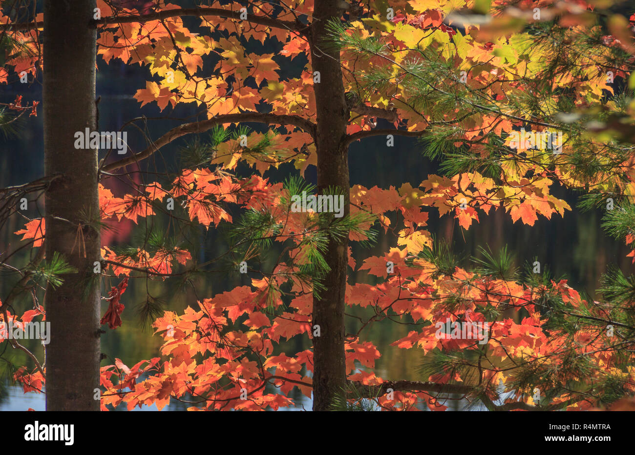 Closeup leaves on maple trees as they change color in autumn. Stock Photo