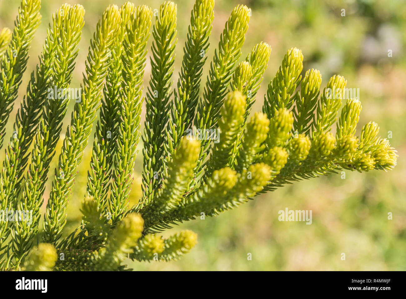 Norfolk Island Pine (Araucaria heterophylla, Araucaria excelsa), ornamental  tree on street side, Stock Photo, Picture And Rights Managed Image. Pic.  BWI-BS303950