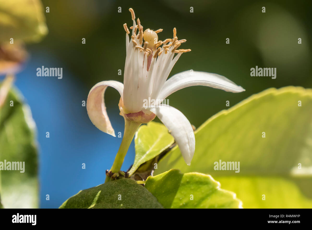 Lemon tree sea close up hires stock photography and images Alamy
