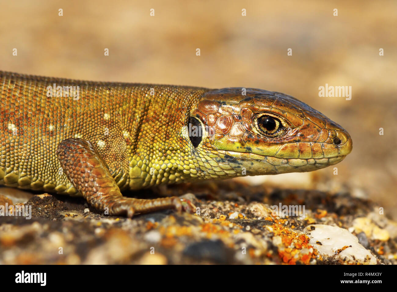 closeup of juvenile green lizard in natural habitat ( Lacerta viridis