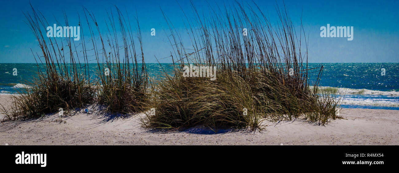 Wild sea grass on the dunes at St. Pete Beach, Florida Stock Photo