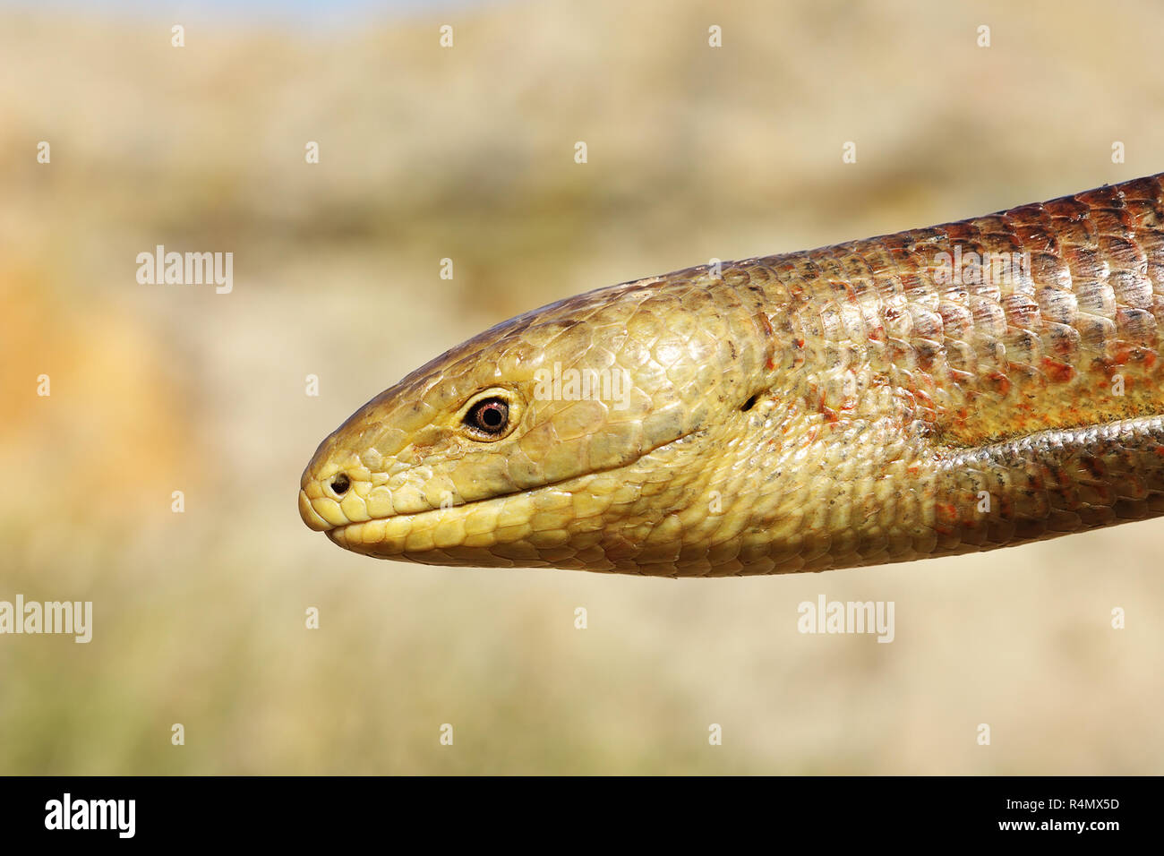 closeup of Pseudopodus apodus head, the largest lizard on Europe