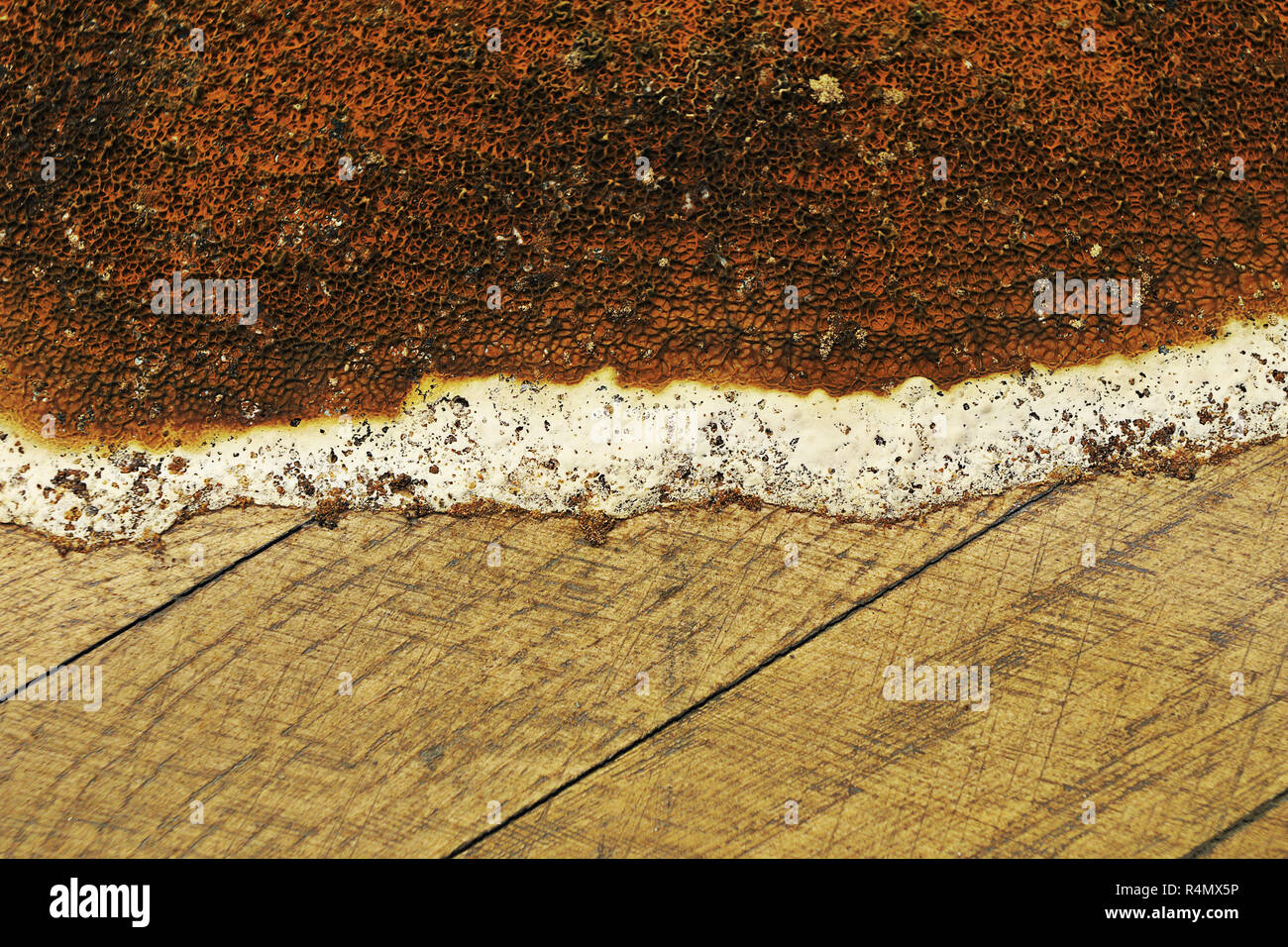 closeup of Serpula lacrymans fruiting body growing on wooden parquet; this species of fungus is the most damaging in damp buildings Stock Photo