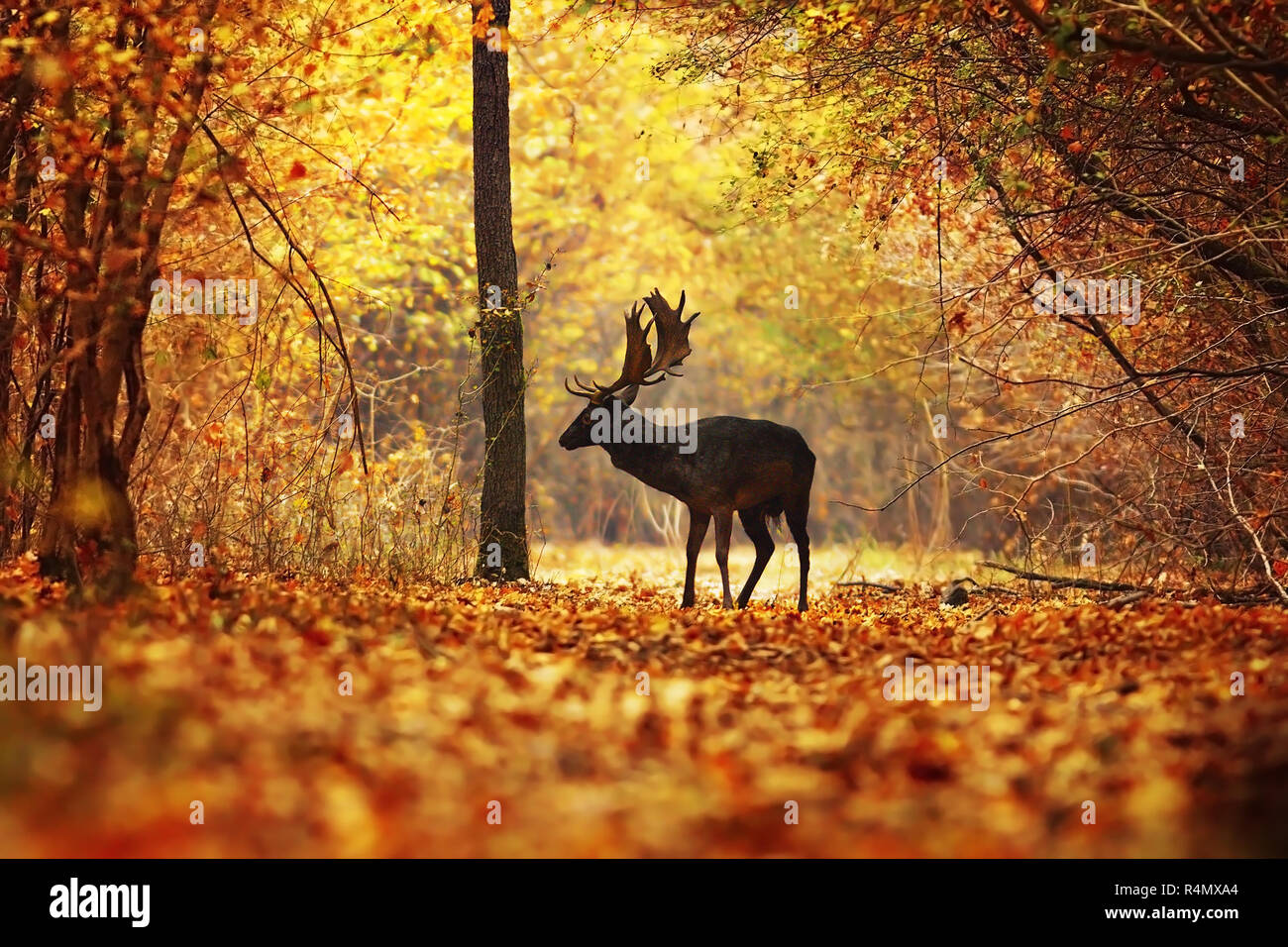 fallow deer stag passing rural road in colorful autumn forest ( Dama dama ) Stock Photo
