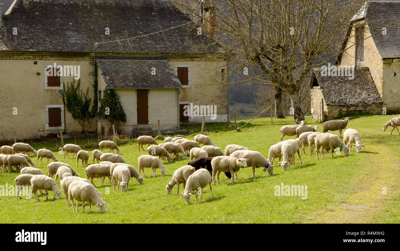 Herd of sheep in the meadow, barn at background Stock Photo - Alamy
