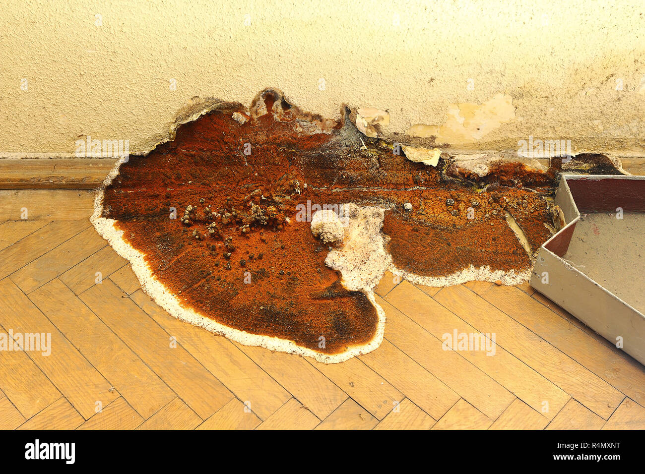 fruiting body of dry rot growing on parquet ( Serpula lacrymans ) Stock Photo