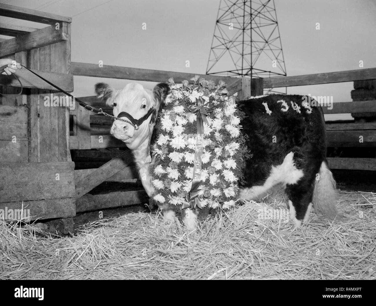 A prize-winning steer poses for a victory portrait after a competition in Southern California, ca. 1952. Stock Photo
