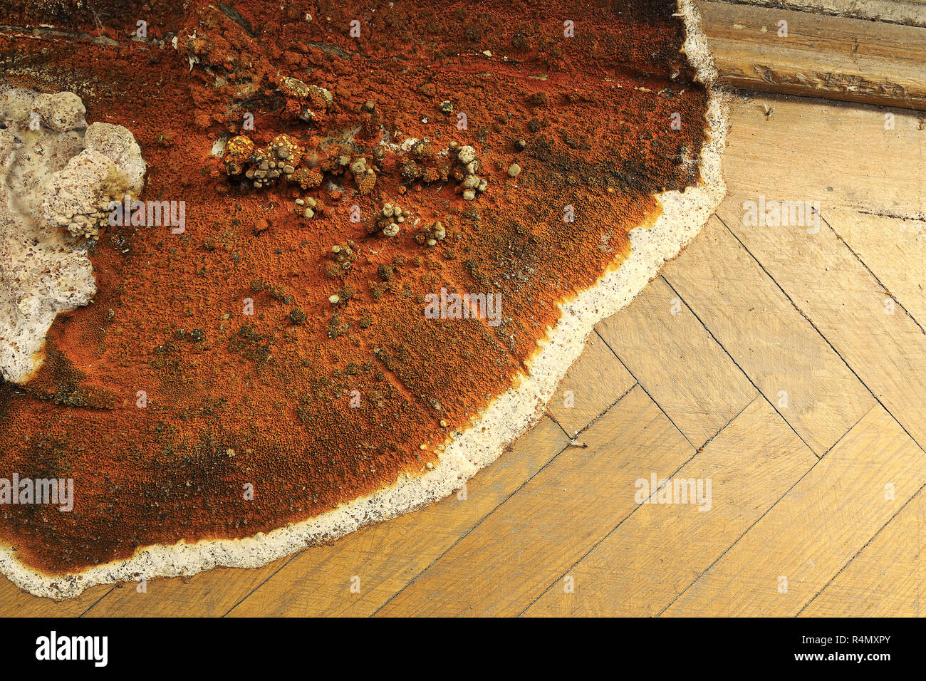 fruiting body of dry roton the parquet floor and wall ( Serpula lacrymans ) Stock Photo