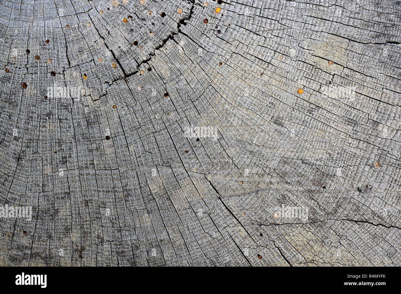 oak cross section texture ready for your design, closeup of annual rings, cracked surface Stock Photo