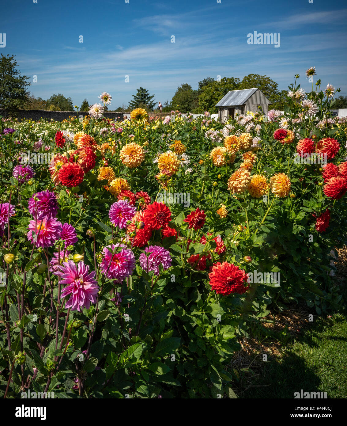 Beautiful garden dahlias hi-res stock photography and images - Alamy