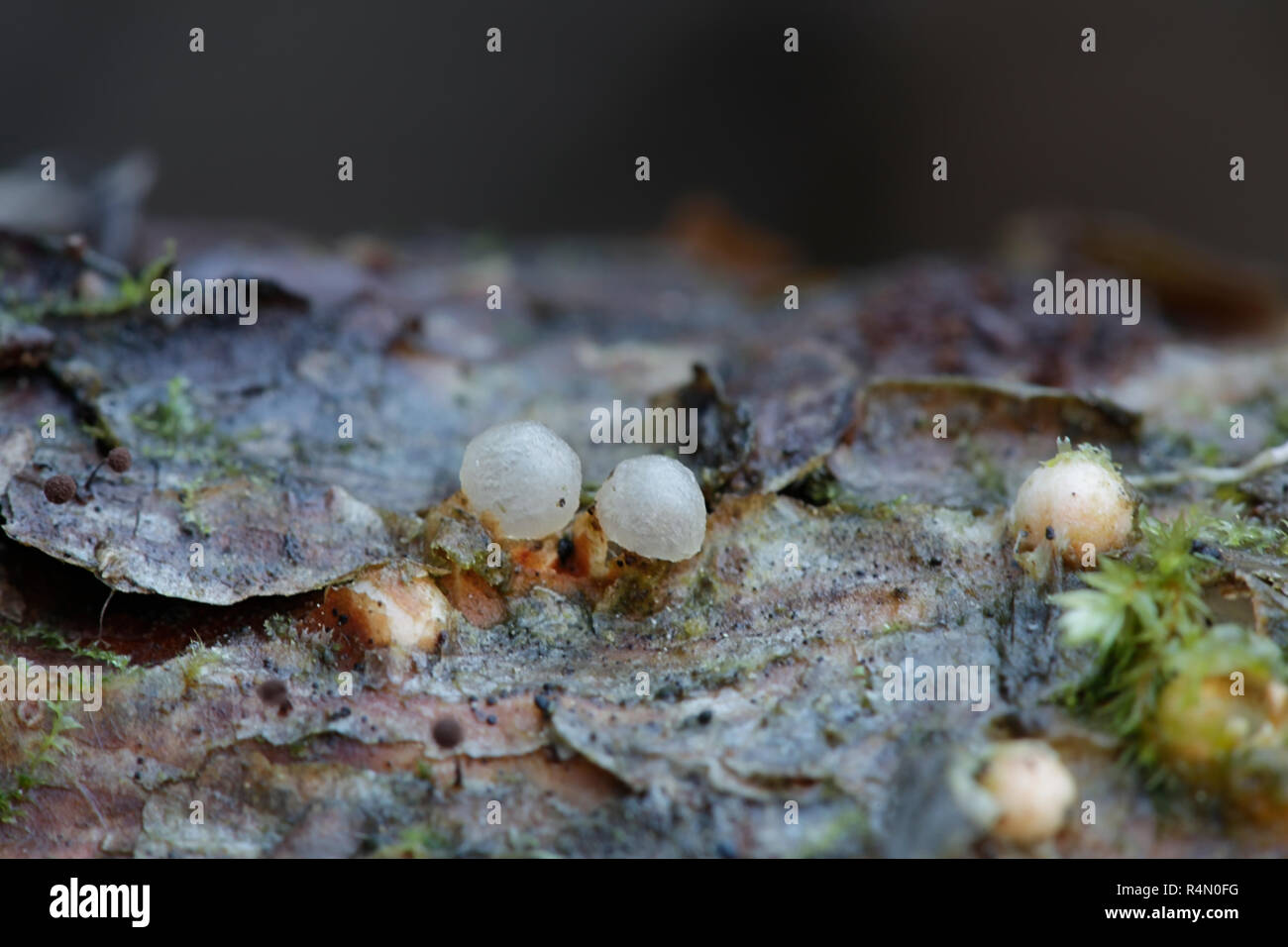 Sphaerobolus stellatus, commonly known as the cannon ball fungus Stock Photo