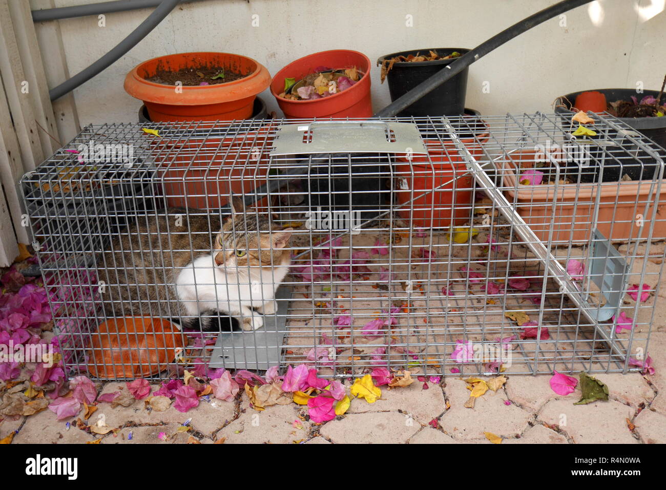Feral cat caught in a humane cat trap prior to being neutered and released,  Kingdom of Bahrain Stock Photo - Alamy