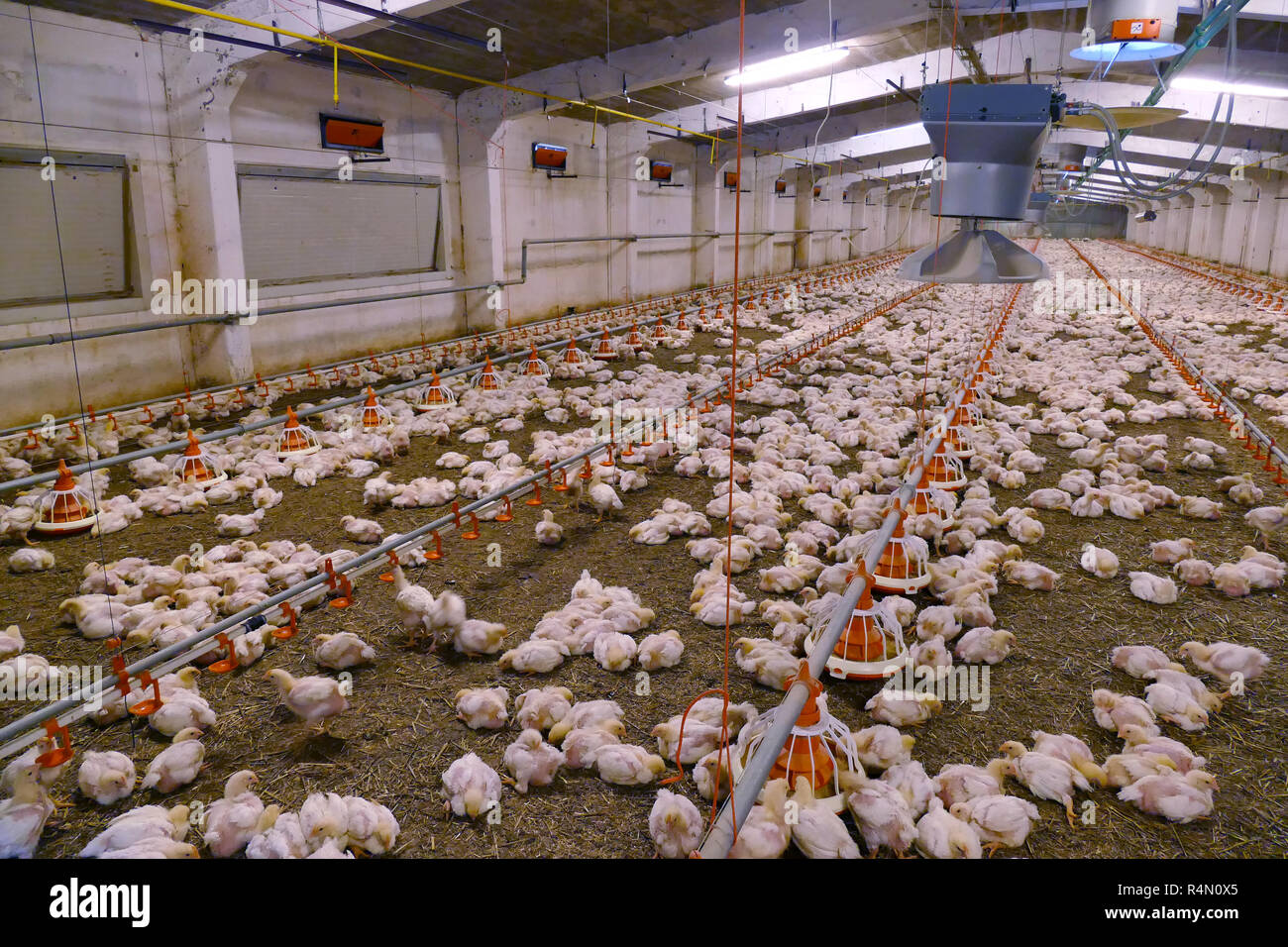 Poultry Fattening Hi res Stock Photography And Images Alamy