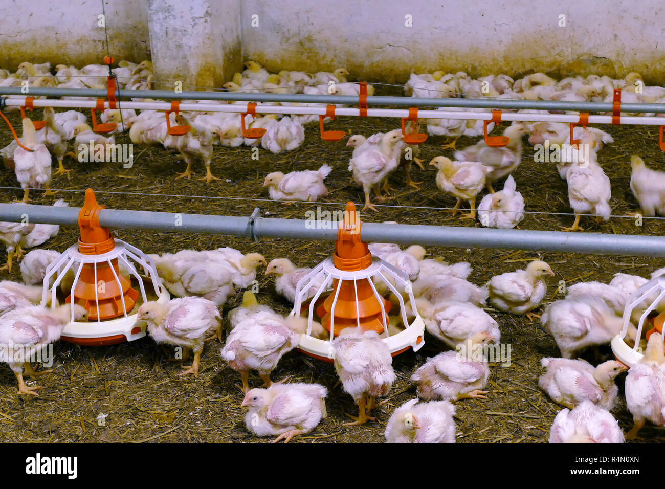 Broiler feed hires stock photography and images Alamy