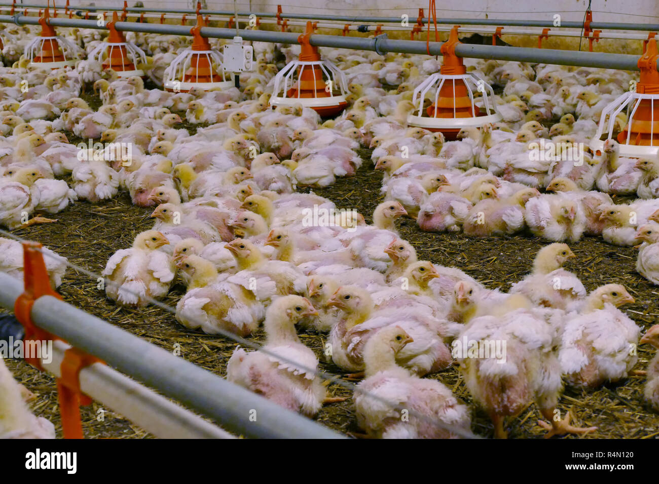 Fattening poultry hires stock photography and images Alamy