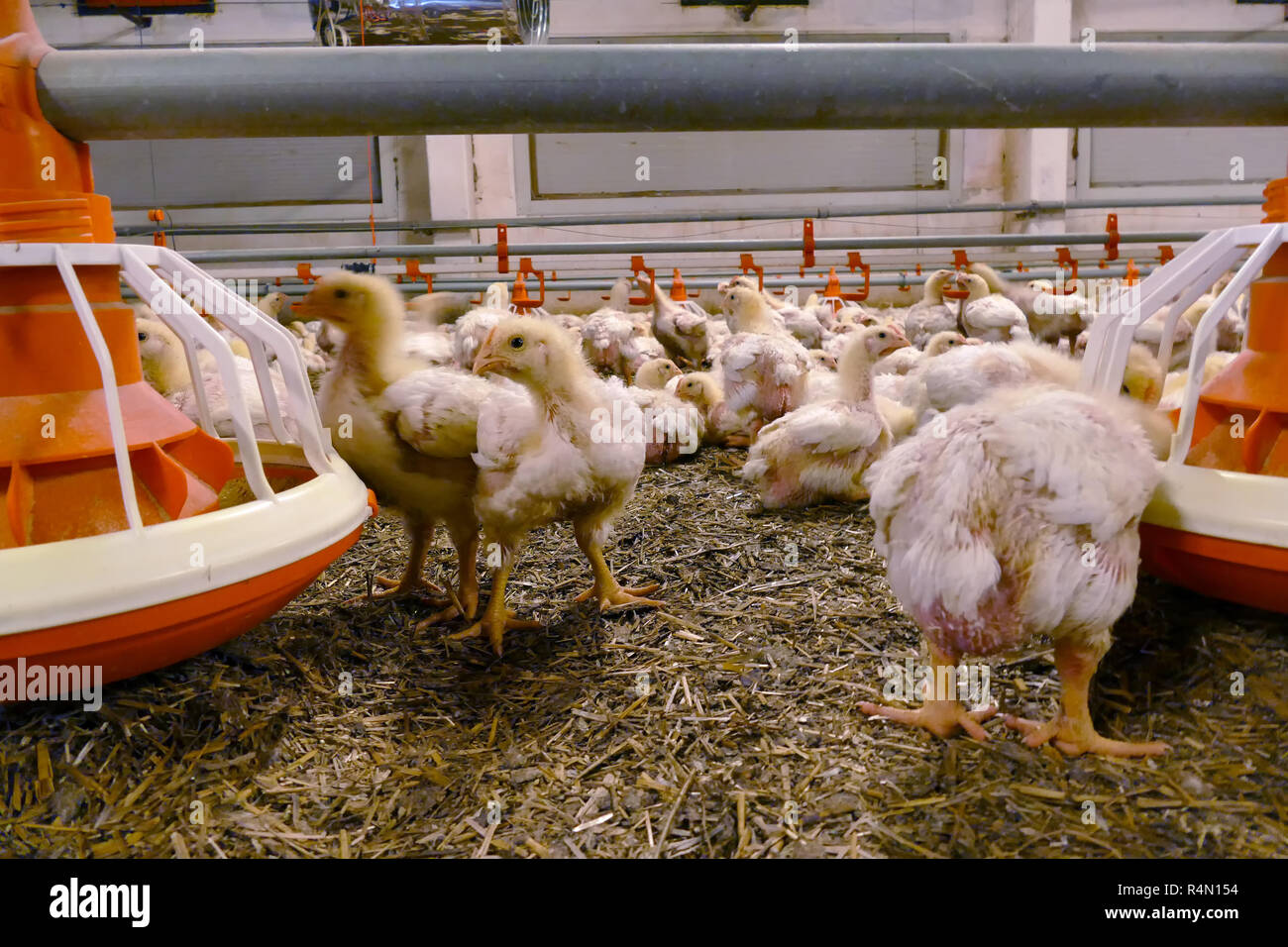 Chickens for fattening on a modern poultry farm Stock Photo Alamy