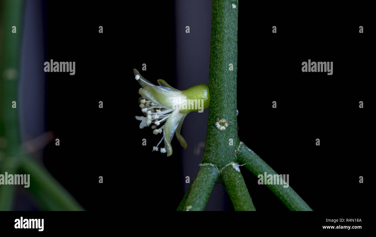 Isolated cactus flower of rhipsalis cereuscula pilocarpa on the black background Stock Photo