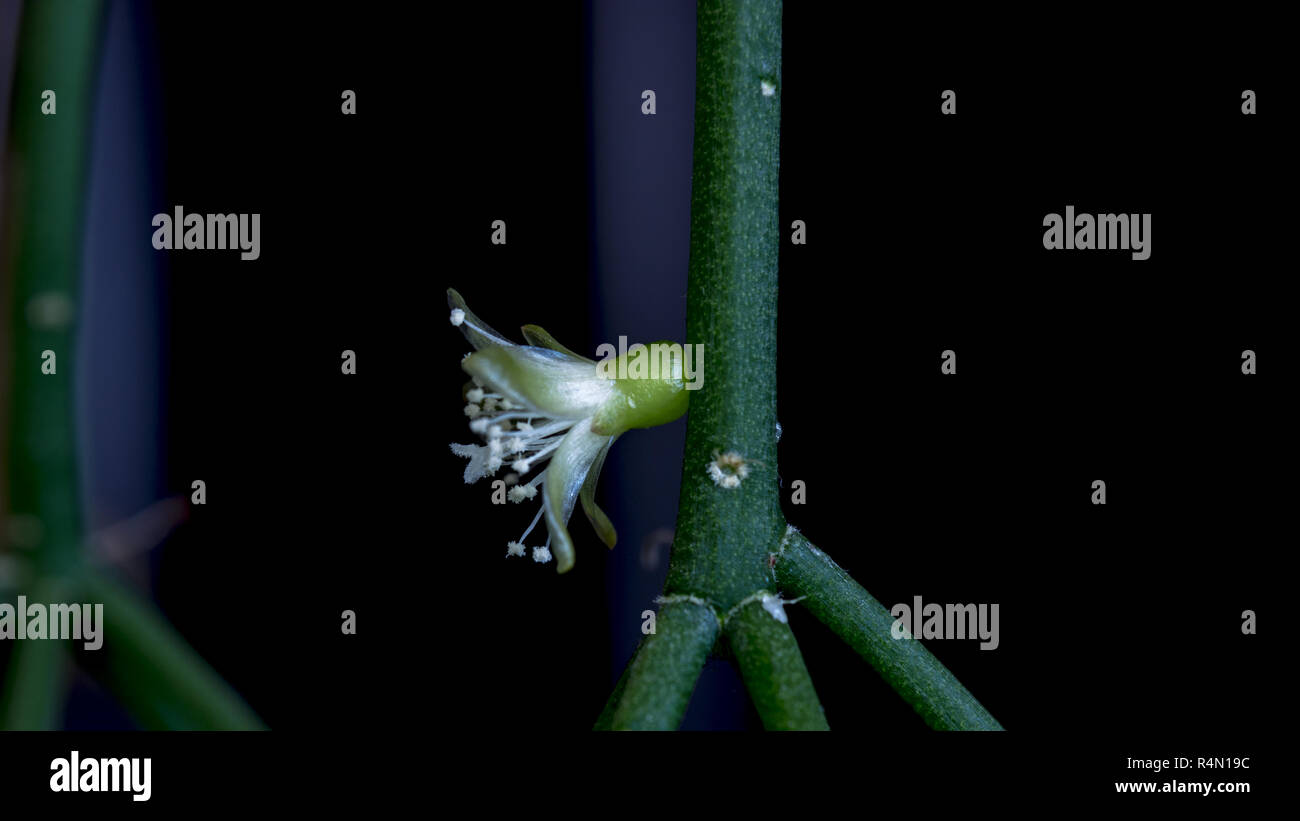 Isolated cactus flower of rhipsalis cereuscula pilocarpa on the black background Stock Photo