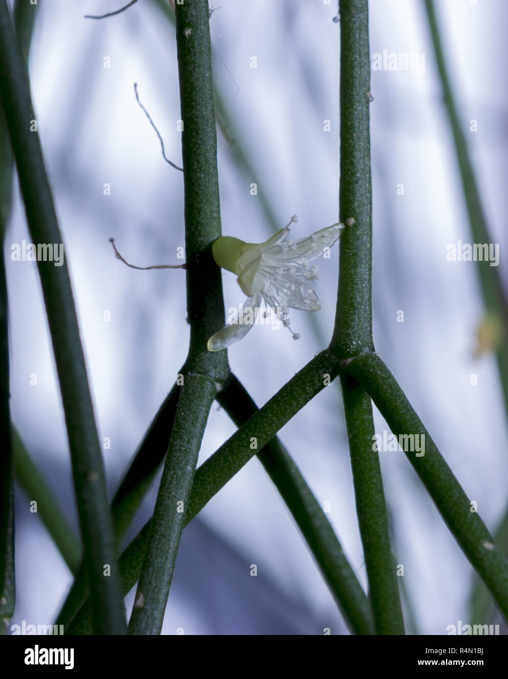 Isolated cactus flower of rhipsalis cereuscula pilocarpa on the white background Stock Photo