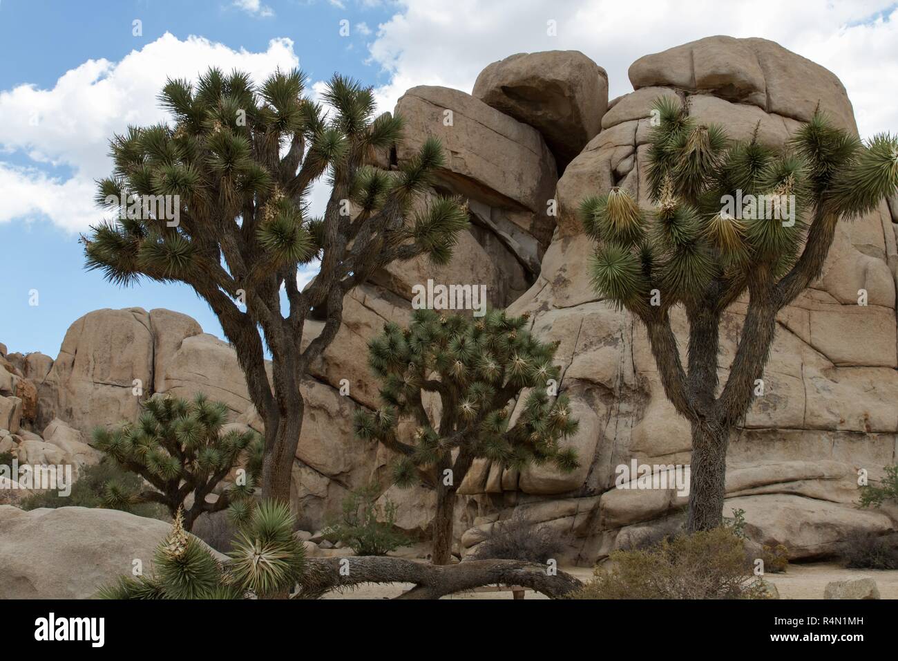 Joshua Tree NP 21 Stock Photo