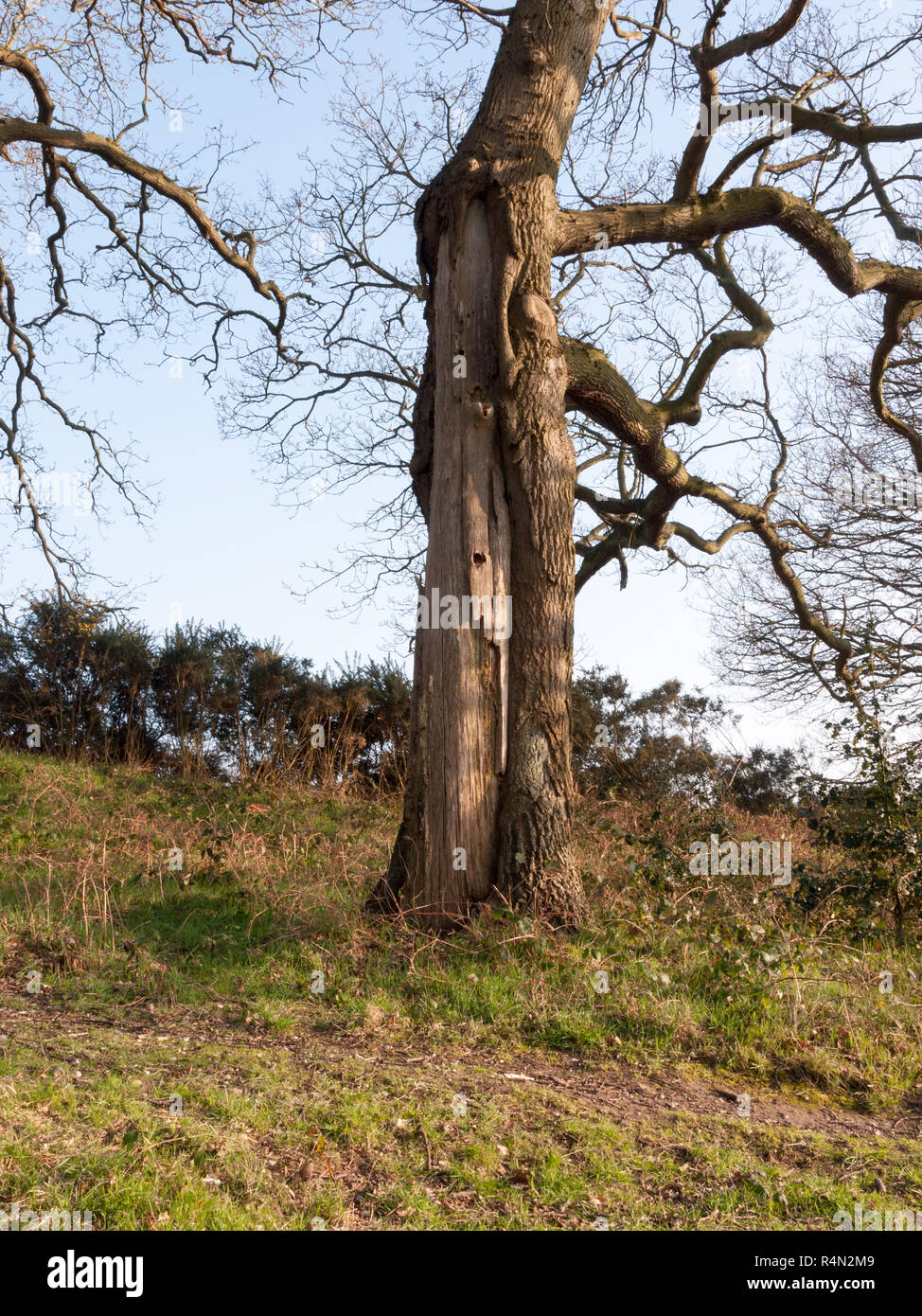The Texture of Trees Up Close and Personal Stock Photo - Alamy