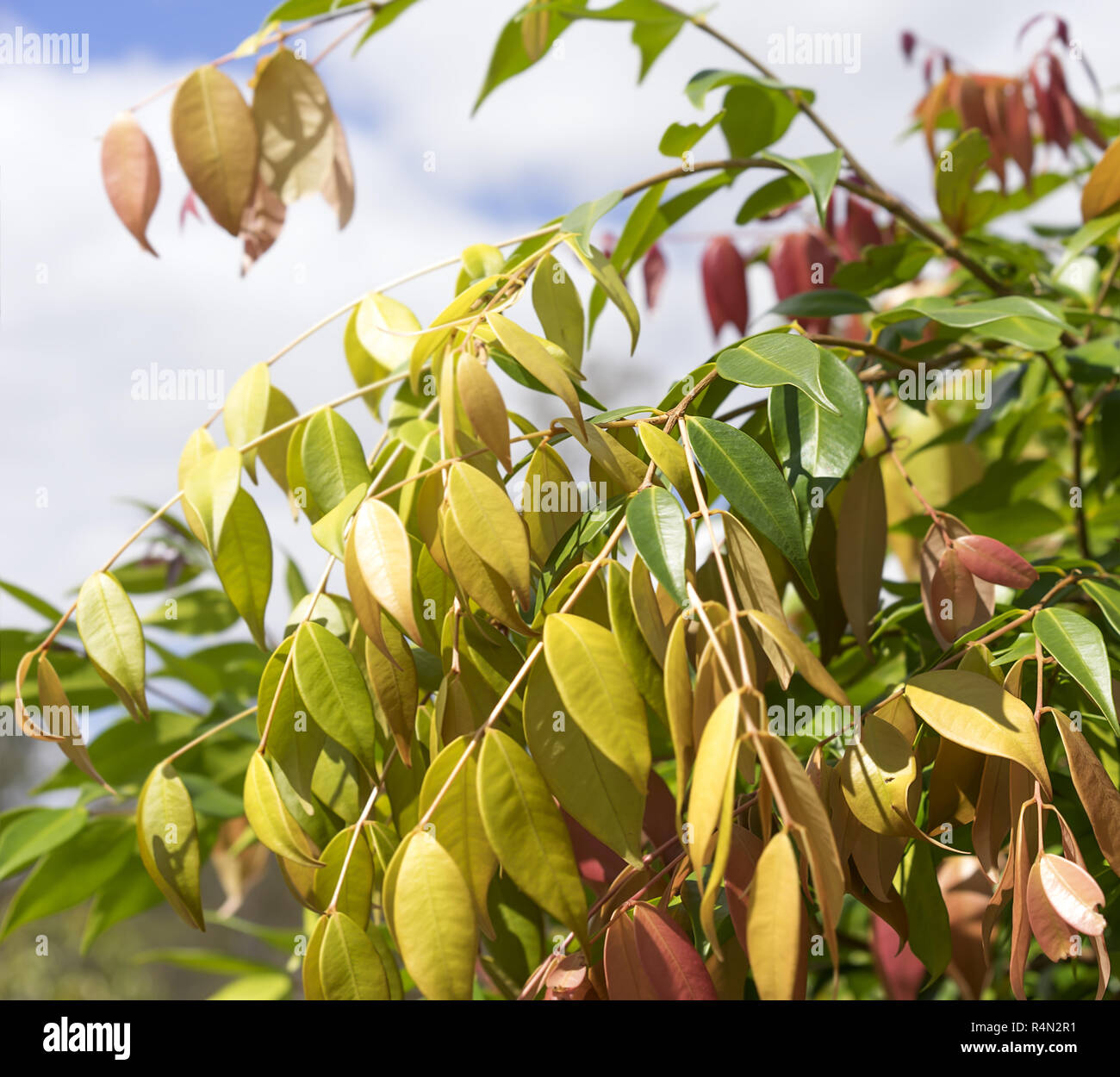 Spring Foliage on Australian Syzygium Lilly Pilly Stock Photo Alamy