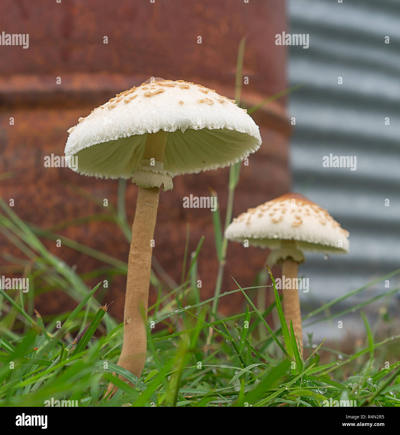 Two mushrooms growing after rain Stock Photo Alamy